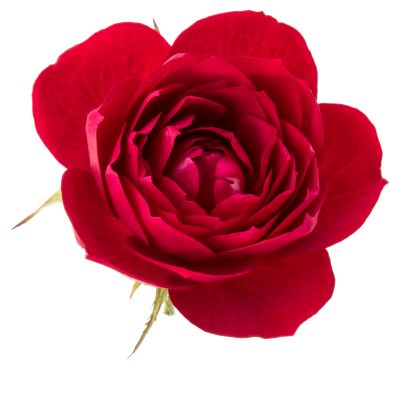 Rosen Blütenblätter