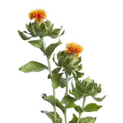 Färbedistel
