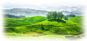 Die Darjeeling-Tees aus der ersten Ernte werden sie lieben