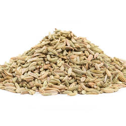 Fenchel – Kraut
