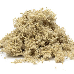 FLOR BLANCA (Buddleja incana) - Kraut