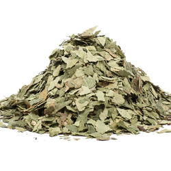 Birke Kraut+Blatt (Folium betulae) – Kraut