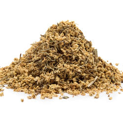 SCHWARZER HOLUNDER BLÜTE (Sambucus nigra) – Kraut