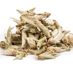 CHINA YUNNAN WILD TEA BUDS - Grüner Tee